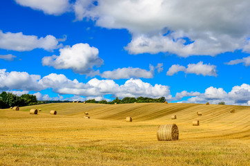 Fototapeta premium Curvy barley field with straw bales and blue cloudy sky