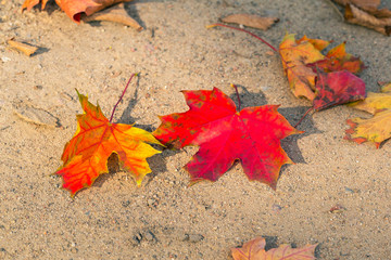 Colorful autumnal leaves on the ground