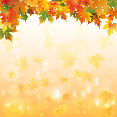 Naklejka na ściany i meble Осенние листья с каплями воды и разноцветным оранжевым фоном