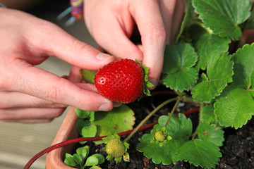 manos cogiendo fresas 9383f