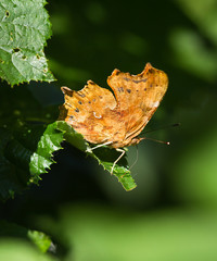 Comma butterfly