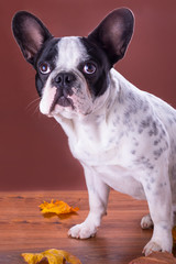 French bulldog portrait over brown backgroud
