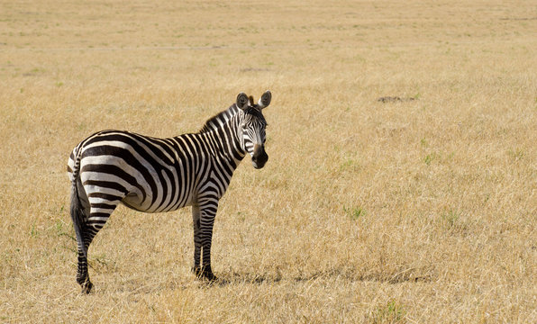 Fototapeta zebra on grassland in kenya
