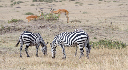 Fototapeta na wymiar zebry i antylopy na mari Masi w Kenii