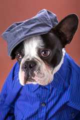 Adorable french bulldog wearing blue shirt on brown background