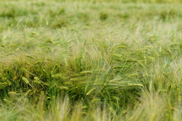 Green and yellow wheat