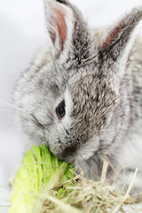 Gray rabbit