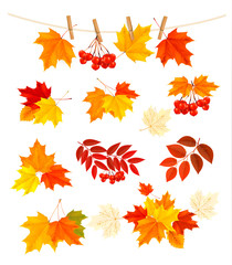 Autumn background with colorful leaves. Design elements. Vector