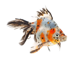 Goldfish on a white background