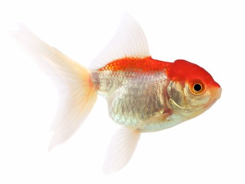 Goldfish (Carassius auratus), Lionhead on a white background