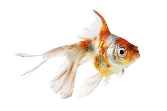 Goldfish (Carassius auratus), Shubunkins on a white background