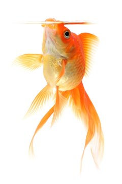 Goldfish with an open snout on white background