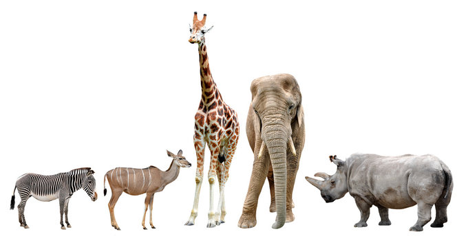 giraffes,elephant,rhino,kudu and zebra isolated on white