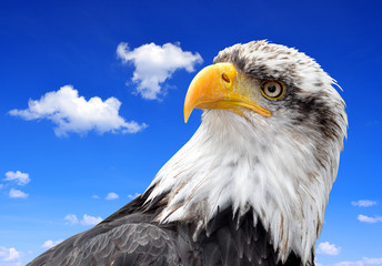 Bald Eagle - Haliaeetus leucocephalus