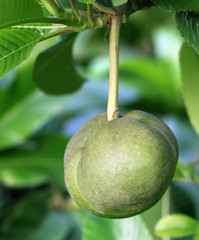 Elephant apple or Chalta of South East Asia