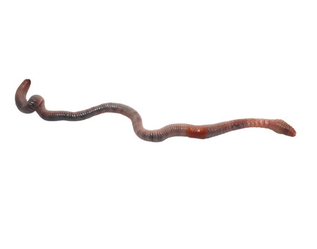 earthworm, earth worm  isolated on white