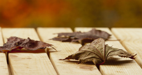 dry leaves on a wooden board