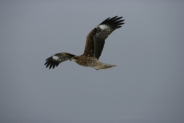 Black-eared kite, Milvus migrans lineatus
