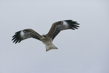 Black-eared kite, Milvus migrans lineatus