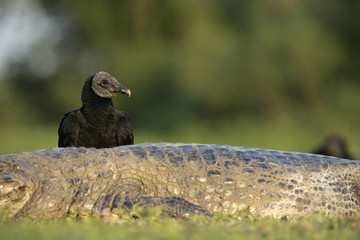 Black vulture, Coragyps atratus