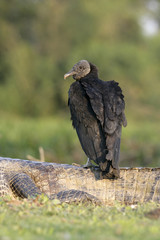 Black vulture, Coragyps atratus