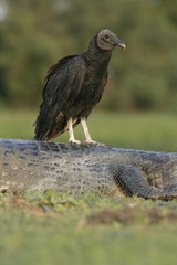 Black vulture, Coragyps atratus