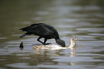 Black vulture, Coragyps atratus