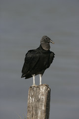 Black vulture, Coragyps atratus