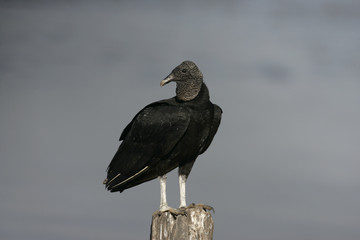 Black vulture, Coragyps atratus