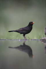 Obraz premium Blackbird, Turdus merula,