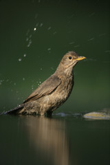 Blackbird, Turdus merula,