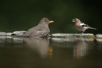 Blackbird, Turdus merula,