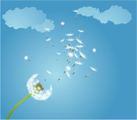 Dandelion glowing by the wind. Vector.