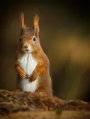 Foto auf Acrylglas Red squirrel getting a higher view © Natureimmortal