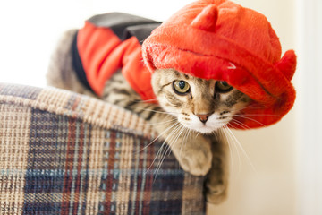 Cute Young Cat