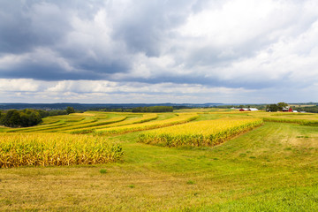 American Countryside Corn Field With Stormy Sky