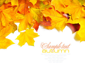 Border frame of colorful autumn leaves isolated on white
