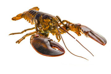 Raw lobster
