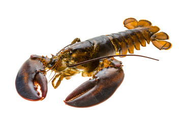 Raw lobster