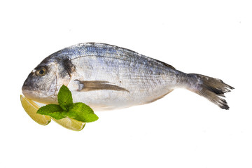 Fresh raw dorada
