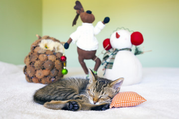 Young cat in a Christmas setting, lying on the bed