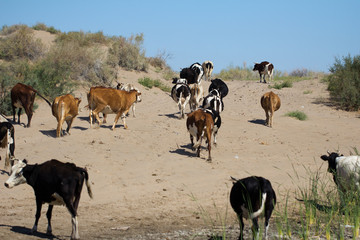 Naklejka na ściany i meble cows are on a dusty road