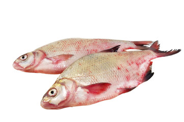 raw fish