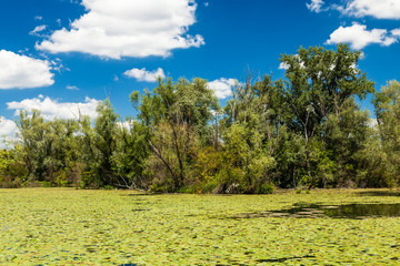 Green trees by the swamp lake on a sunny day, with clouds on the