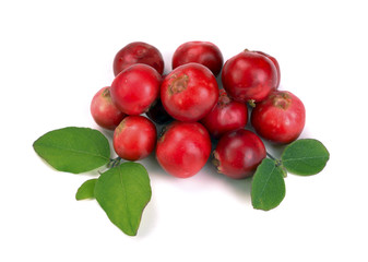 ripe red cranberries
