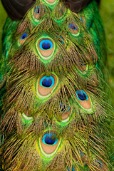 Tail of a Male Peacock