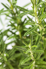 Closeup of a rosemary branch in a light yellow pot