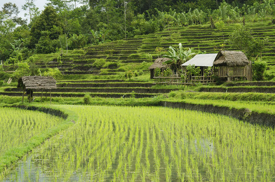 rice fields in bali indonesia