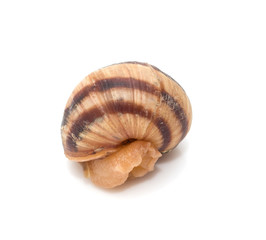 snail on a white background. macro