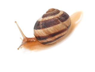 snail on a white background. macro